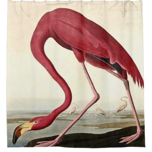 Audubon American Flamingo John James Audubon Douchegordijn (Voorkant)