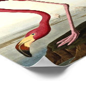 Audubon American Flamingo John James Audubon Poster (Hoek)