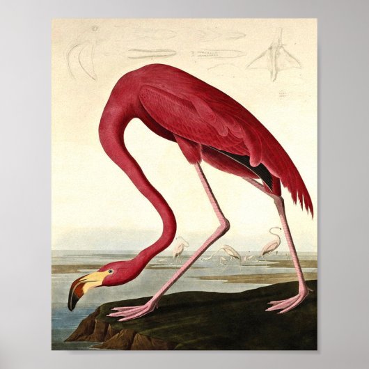 Audubon American Flamingo John James Audubon Poster (Voorkant)