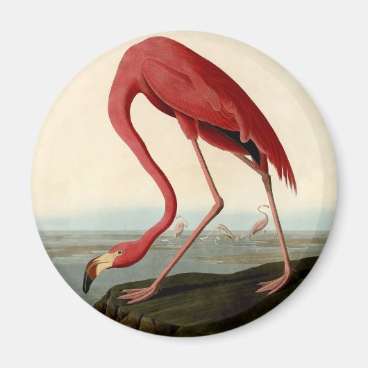Audubon American Flamingo Magneet (Voorkant)