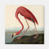 Audubon American Flamingo Magneet (Voorkant)