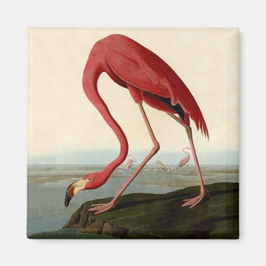 Audubon American Flamingo Magneet (Voorkant)