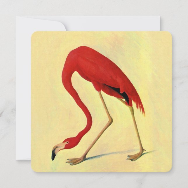 Audubon American Flamingo Painting (Voorkant)
