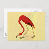 Audubon American Flamingo Painting Briefkaart (Voorkant / Achterkant)