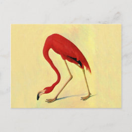 Audubon American Flamingo Painting Briefkaart