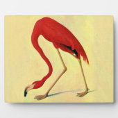 Audubon American Flamingo Painting Fotoplaat (Voorkant)