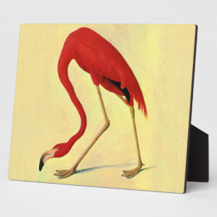 Audubon American Flamingo Painting Fotoplaat
