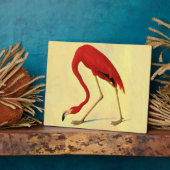 Audubon American Flamingo Painting Fotoplaat (Zijkant)