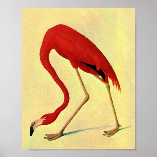 Audubon American Flamingo Painting Poster (Voorkant)