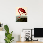 Audubon American Flamingo Poster (Thuiskantoor)