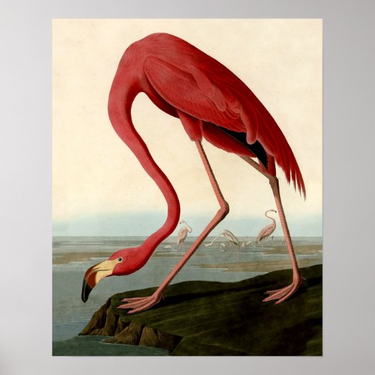 Audubon American Flamingo Poster (Voorkant)