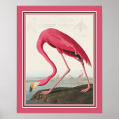Audubon American Flamingo Poster (Voorkant)