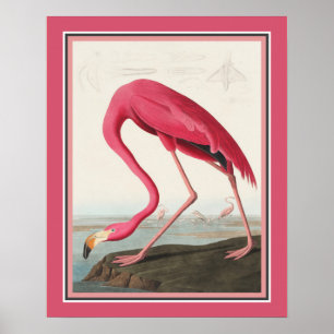 Audubon American Flamingo Poster