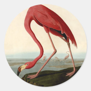 Audubon American Flamingo Ronde Sticker