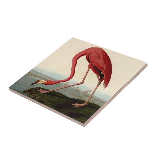 Audubon American Flamingo Tegeltje (Zijkant)