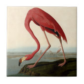 Audubon American Flamingo Tegeltje (Voorkant)