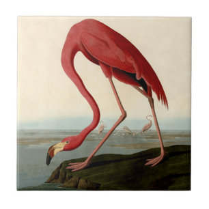 Audubon American Flamingo Tegeltje
