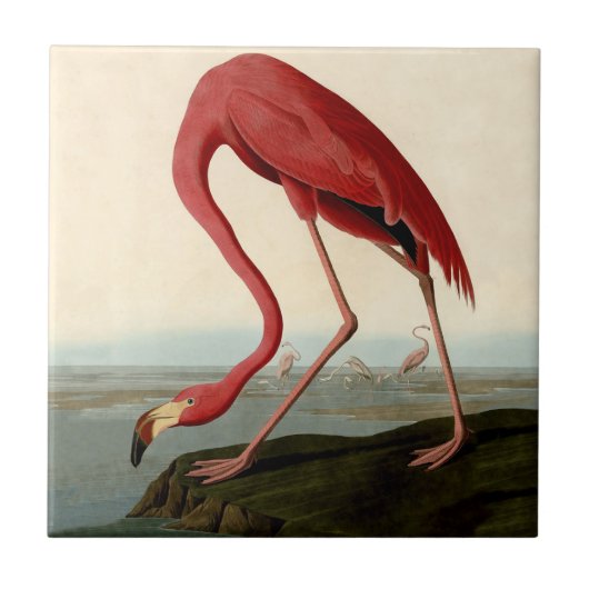 Audubon American Flamingo Tegeltje (Voorkant)