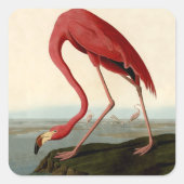 Audubon American Flamingo Vierkante Sticker (Voorkant)