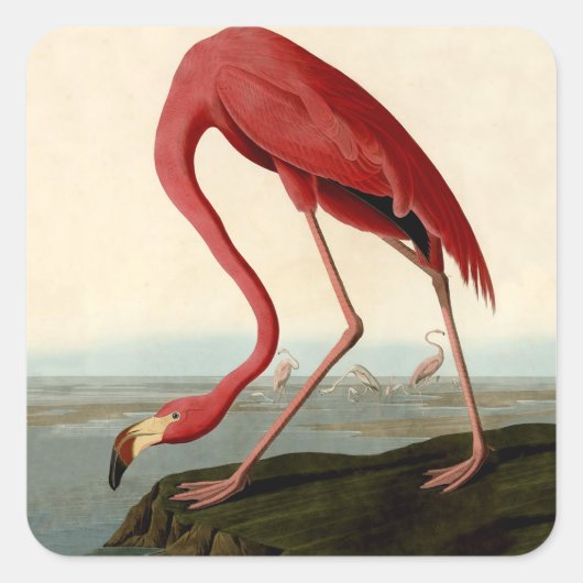 Audubon American Flamingo Vierkante Sticker (Voorkant)