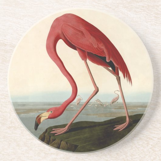 Audubon American Flamingo Zandsteen Onderzetter (Voorkant)