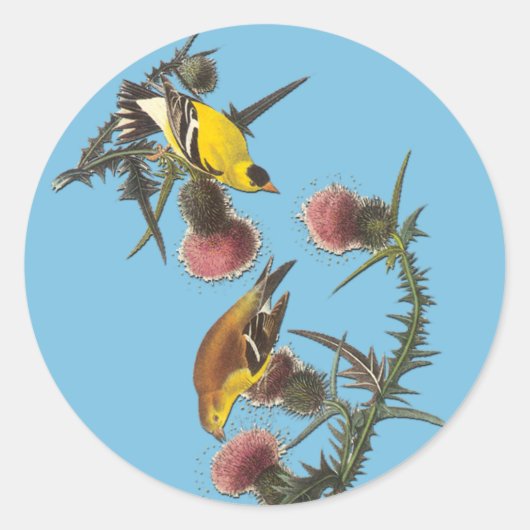 Audubon American Goldfinch Bird Art Stickers (Voorkant)