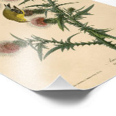  Audubon American Goldfinch Foto Afdruk (Hoek)