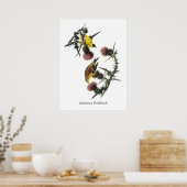 Audubon American Goldfinch Poster (Keuken)
