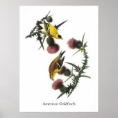 Audubon American Goldfinch Poster (Voorkant)