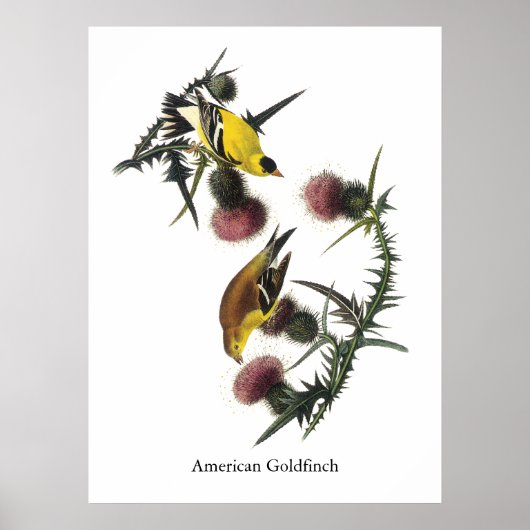 Audubon American Goldfinch Poster (Voorkant)