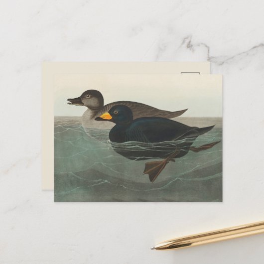Audubon American Scoter Duck Classic Briefkaart (Voorkant / Achterkant in situ)