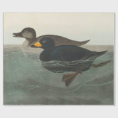 Audubon American Scoter Duck Classic Cadeaupapier (Vlak)