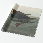 Audubon American Scoter Duck Classic Cadeaupapier (Uitgerold)