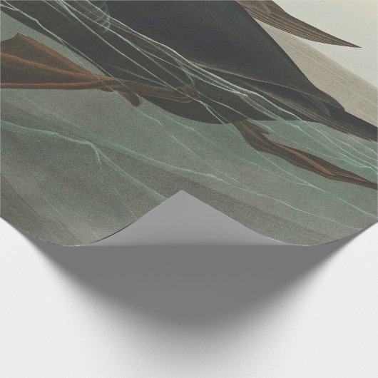 Audubon American Scoter Duck Classic Cadeaupapier (Hoek)