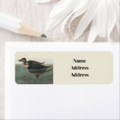 Audubon American Scoter Duck Classic Etiket (Insitu)