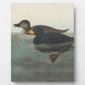 Audubon American Scoter Duck Classic Fotoplaat (Voorkant)