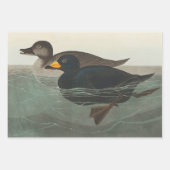 Audubon American Scoter Duck Classic Inpakpapier Vel (Voorkant)