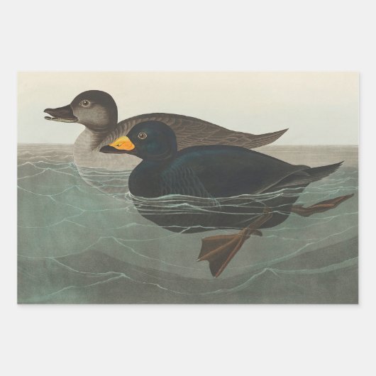 Audubon American Scoter Duck Classic Inpakpapier Vel (Voorkant)