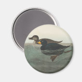 Audubon American Scoter Duck Classic Magneet (Voorkant / Achterkant)
