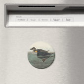 Audubon American Scoter Duck Classic Magneet (Insitu (Vaatwasser))