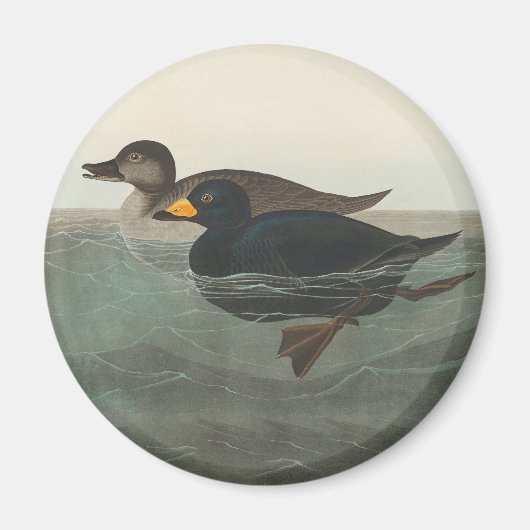 Audubon American Scoter Duck Classic Magneet (Voorkant)
