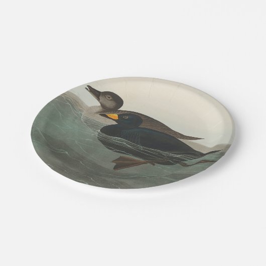 Audubon American Scoter Duck Classic Papieren Bordje (Gekanteld)