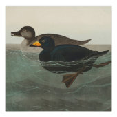 Audubon American Scoter Duck Classic Perfect Poster (Voorkant)