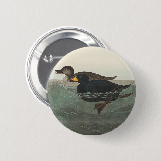Audubon American Scoter Duck Classic Ronde Button 5,7 Cm (Voorkant /achterkant)