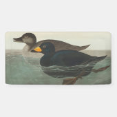 Audubon American Scoter Duck Classic Spandoek (Horizontaal)