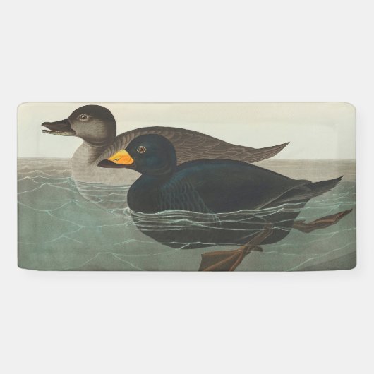 Audubon American Scoter Duck Classic Spandoek (Horizontaal)