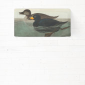 Audubon American Scoter Duck Classic Spandoek (Insitu)