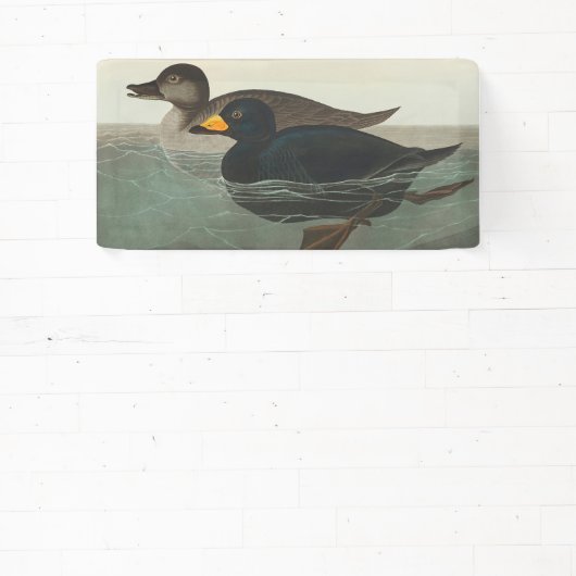 Audubon American Scoter Duck Classic Spandoek (Insitu)