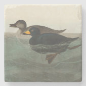 Audubon American Scoter Duck Classic Stenen Onderzetter (Voorkant)