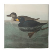 Audubon American Scoter Duck Classic Tegeltje (Voorkant)